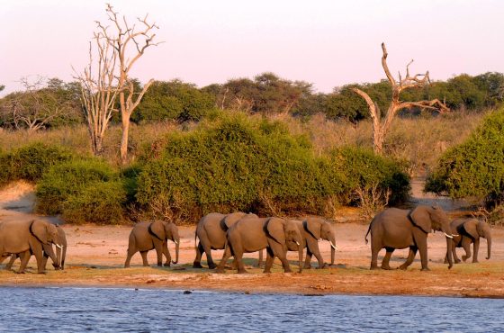 Južna Afrika, Esvatini, Viktorijini slapovi i safari u Bocvani (24.09.-07.10.2025.)